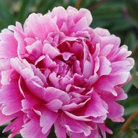 Pioenroos Paeonia 'Alexander Fleming' - Biologisch roze - Winterhard - Biologische tuinplanten
