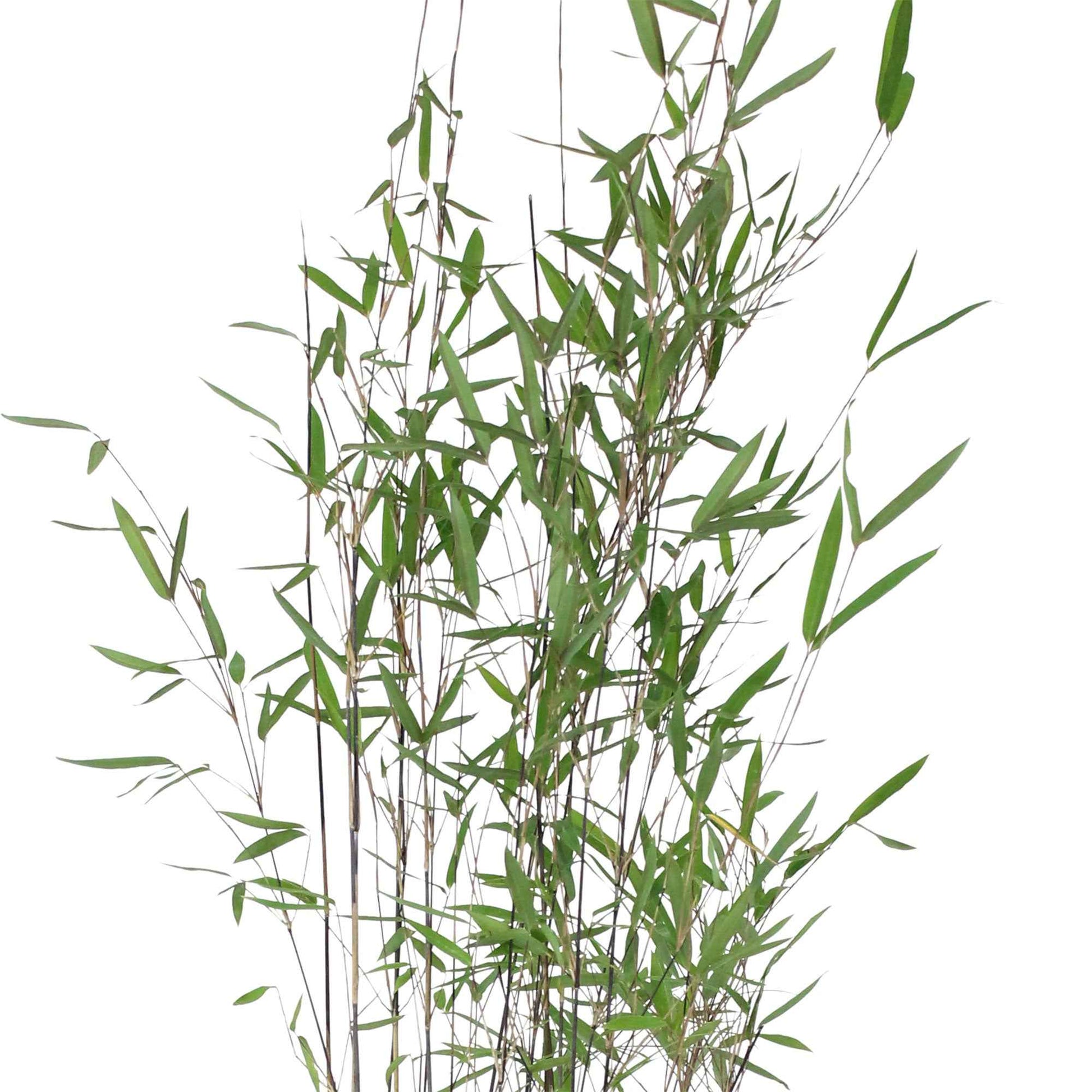 Bamboe Fargesia 'Black Pearl' paars - Winterhard - Alle Bamboe