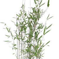 Bamboe Fargesia 'Black Pearl' paars - Winterhard - Alle vaste tuinplanten