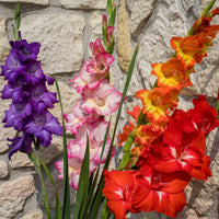 8x Gladiool Gladiolus Glamini - Mix 'All Colors' incl. mand - Alle bloembollen