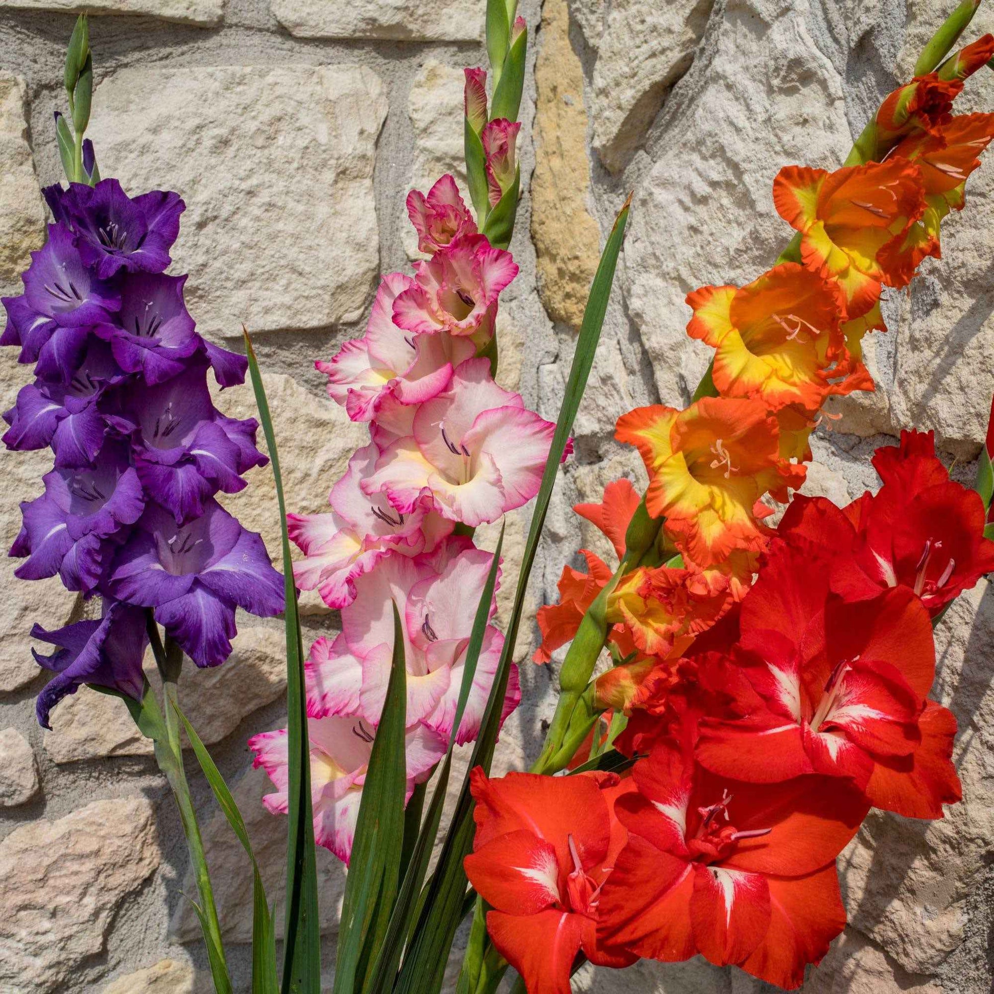 8x Gladiool Gladiolus Glamini - Mix 'All Colors' incl. mand - Alle populaire bloembollen