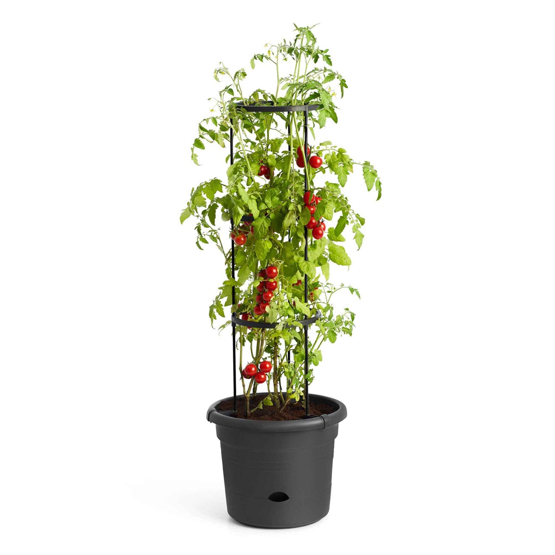 Elho tomatenpot Green basics rond zwart - Buitenpot - Elho