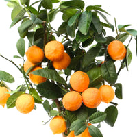 Limoenboom Citrus 'Red Lime'  op stam - Bomen en hagen