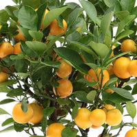 Calamondin Citrus ‘Calamondin’ incl. keramieken sierpot taupe - Bomen en hagen