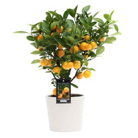 Mandarijnboom Citrus mitis 'Citrofortunella microcaurau' incl. keramieken sierpot wit - Fruit