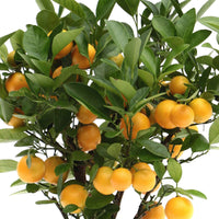 Mandarijnboom Citrus mitis 'Citrofortunella microcaurau' incl. keramieken sierpot wit - Buitenplanten in sierpot