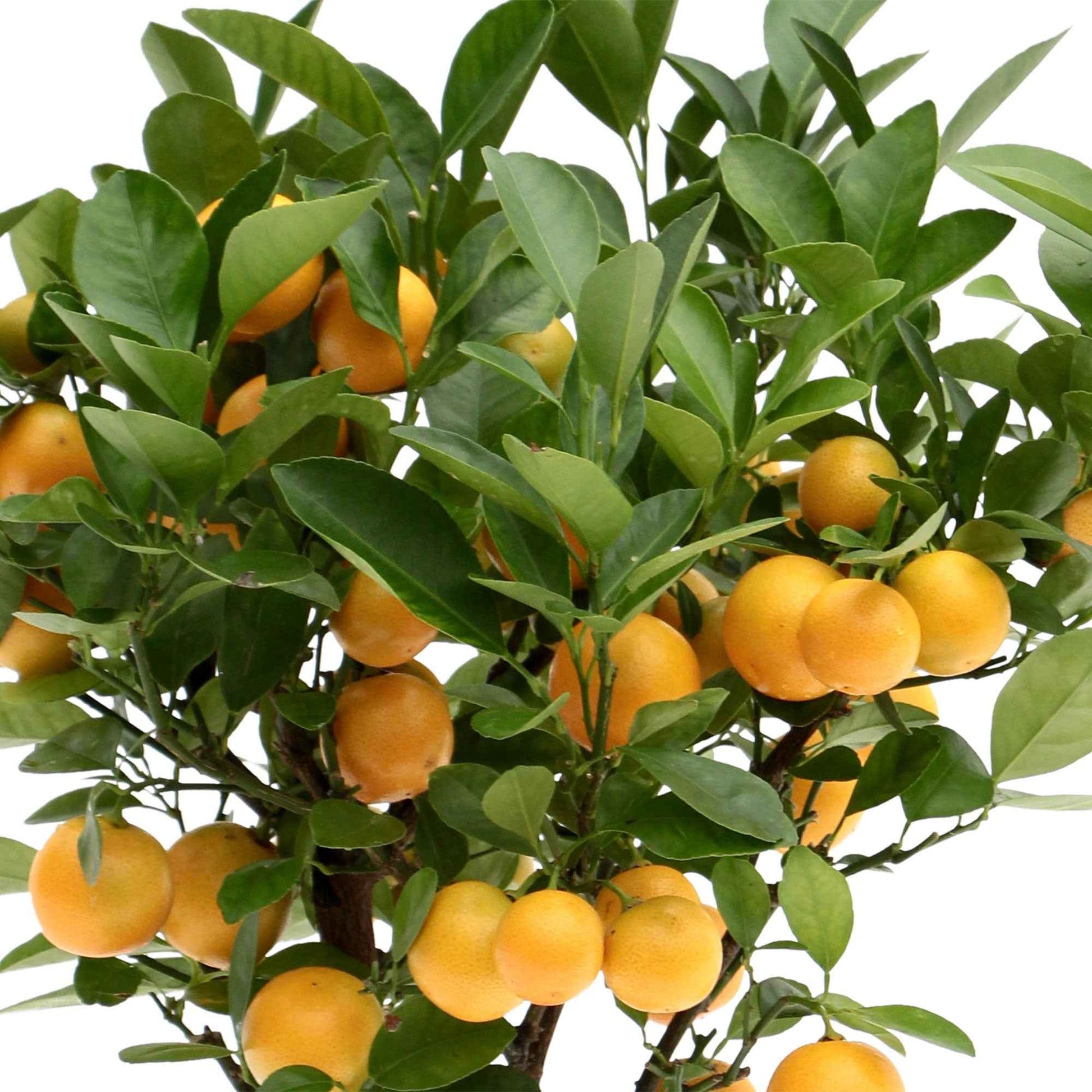 Mandarijnboom Citrus mitis 'Citrofortunella microcaurau' incl. keramieken sierpot grijs - Buitenplanten in sierpot