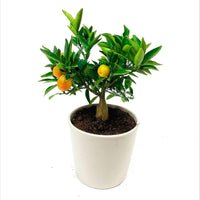 Mandarijnboom Citrus mitis 'Citrofortunella microcaurau' incl. keramieken sierpot grijs - Fruit