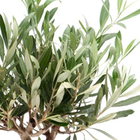 Olijfboom Olea europaea 'Cipressino' incl. keramieken sierpot taupe - Buitenplant in pot cadeau