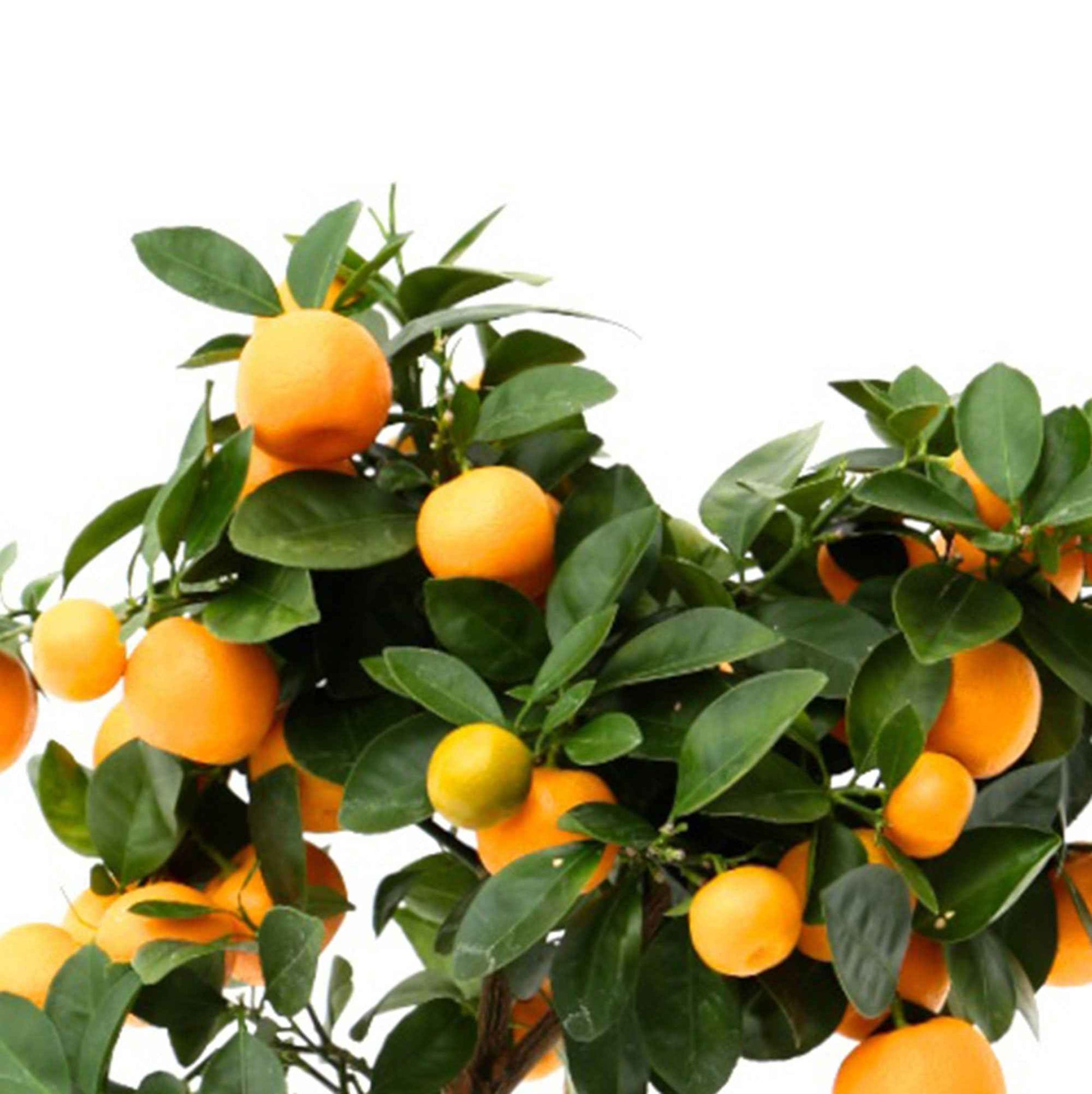 Mandarijnboom Citrus mitis 'Calamondin' incl. stenen sierpot - Buitenplanten in sierpot