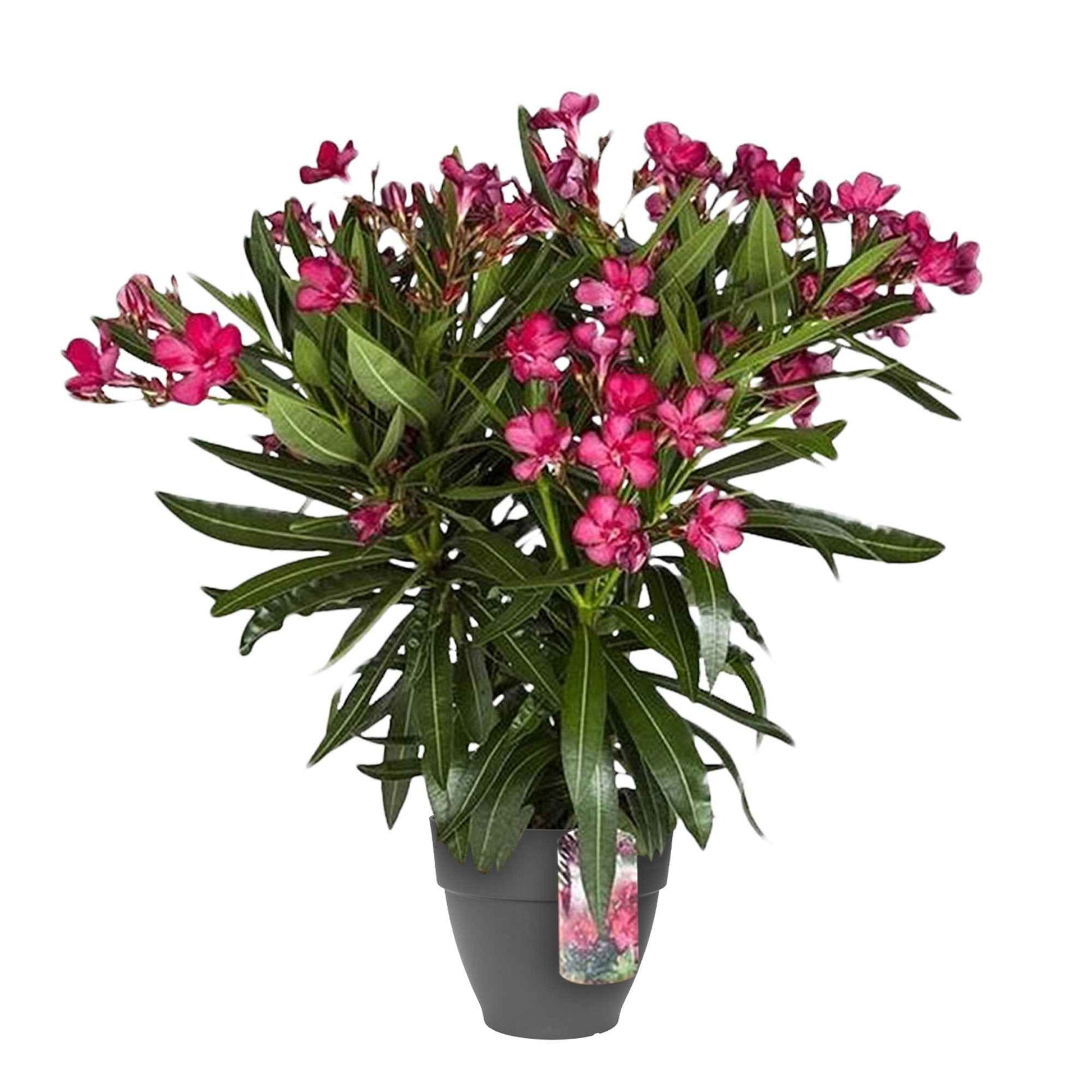 Nerium oleander rood incl. Elho sierpot antraciet - Alle tuinplanten in pot