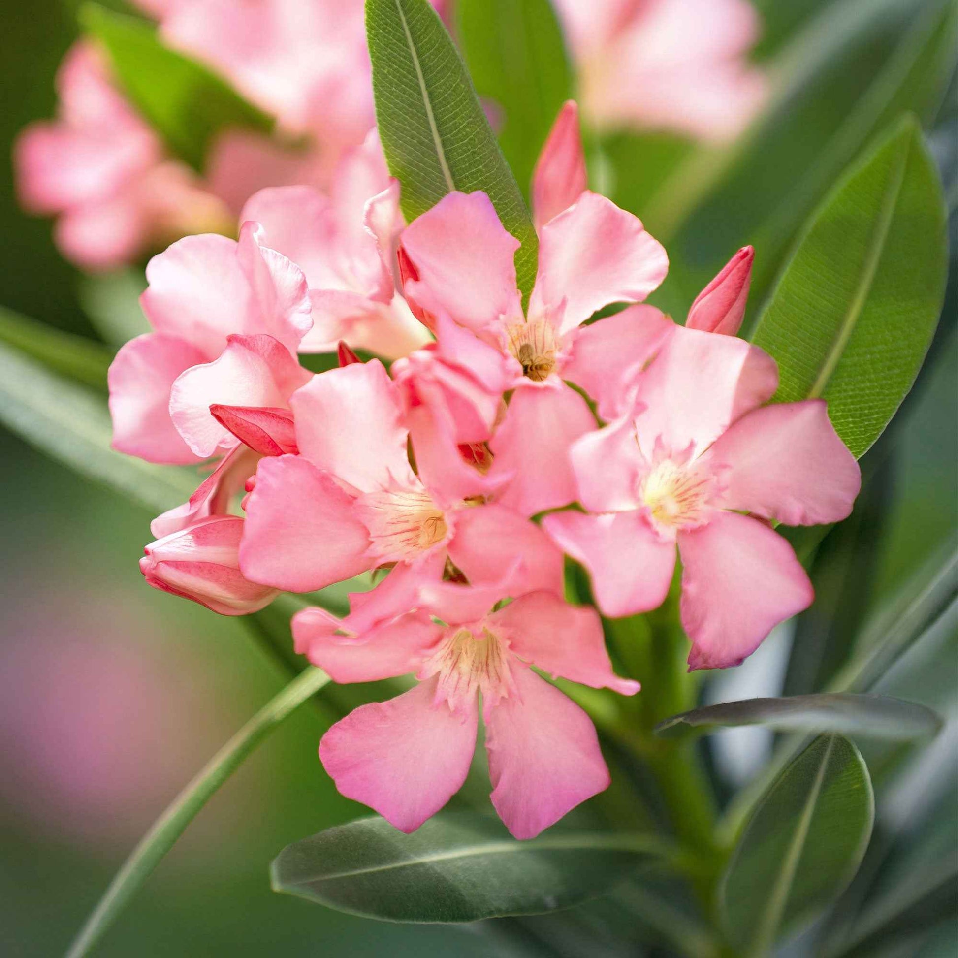 Nerium oleander roze incl. Elho sierpot antraciet - Bloeiende tuinplanten