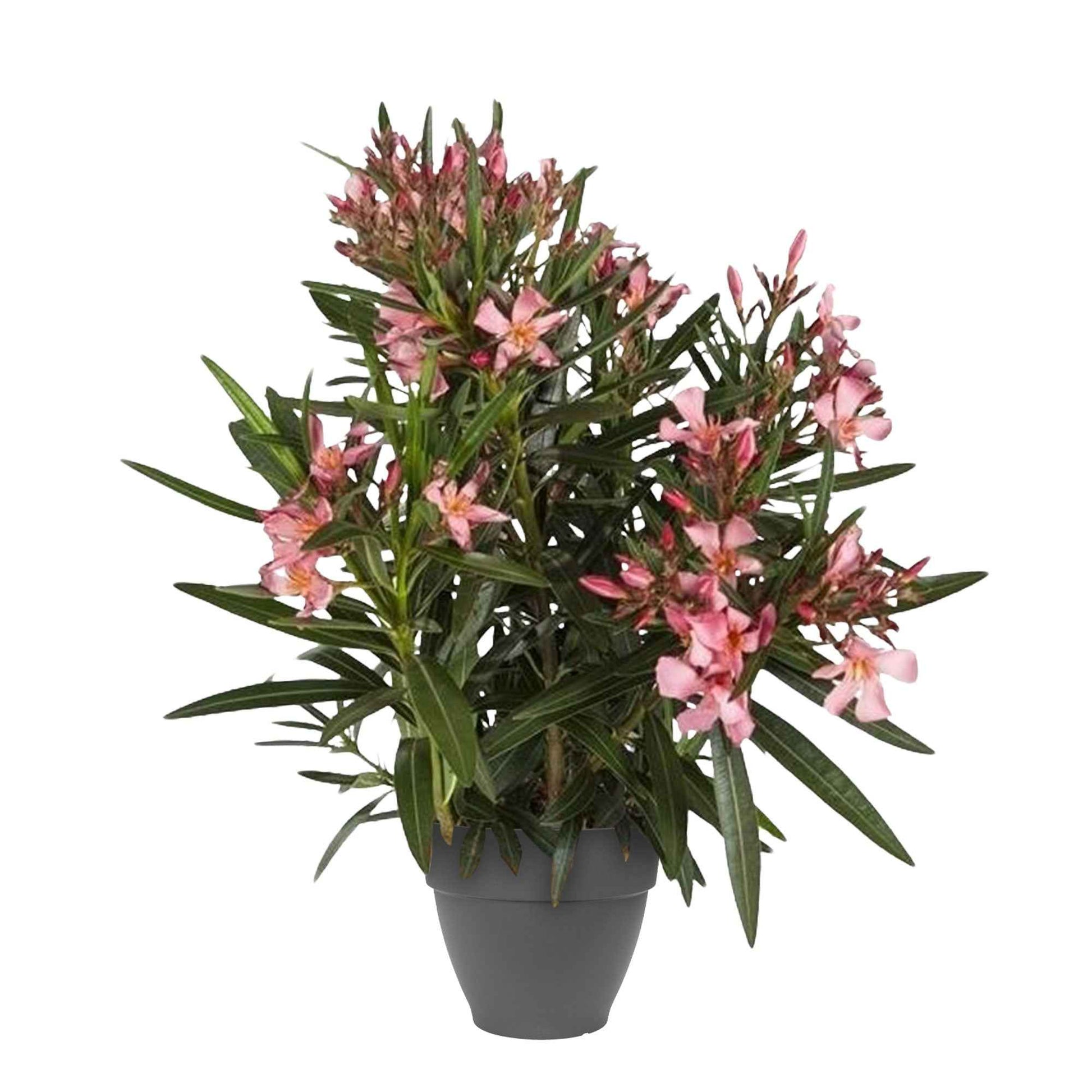 Nerium oleander roze incl. Elho sierpot antraciet - Alle tuinplanten in pot