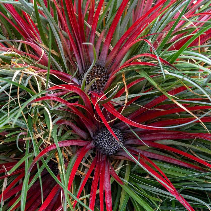 Tuinbromelia  Fascicularia 'Bicolor' Rood-Paars incl. sierpot - Winterhard - Plant eigenschap