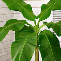Bananenplant Musa basjoo incl. Elho sierpot wit - Kuipplanten