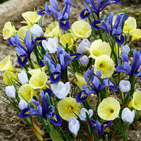 40x Bloembollen - Mix 'Early Bird' blauw-paars-geel - Alle bloembollen