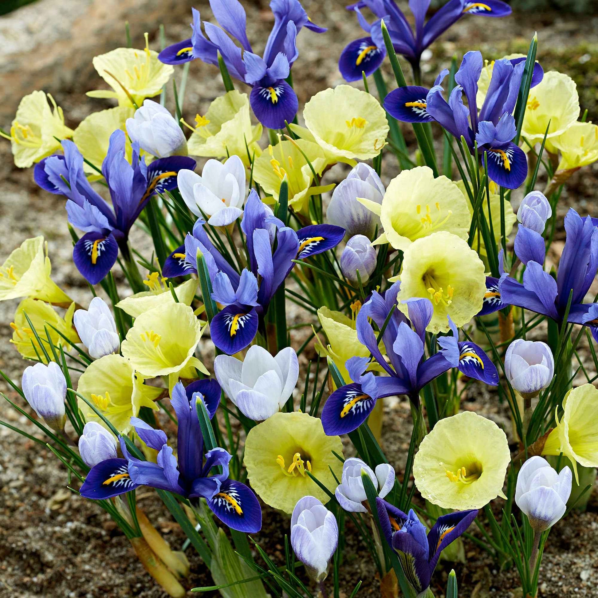 40x Bloembollen - Mix 'Early Bird' blauw-paars-geel - Alle bloembollen