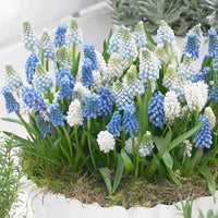 50x Blauwe + witte druifjes Muscari - Mix 'Spring Hill Blend' blauw-wit - Bijvriendelijke bloembollen