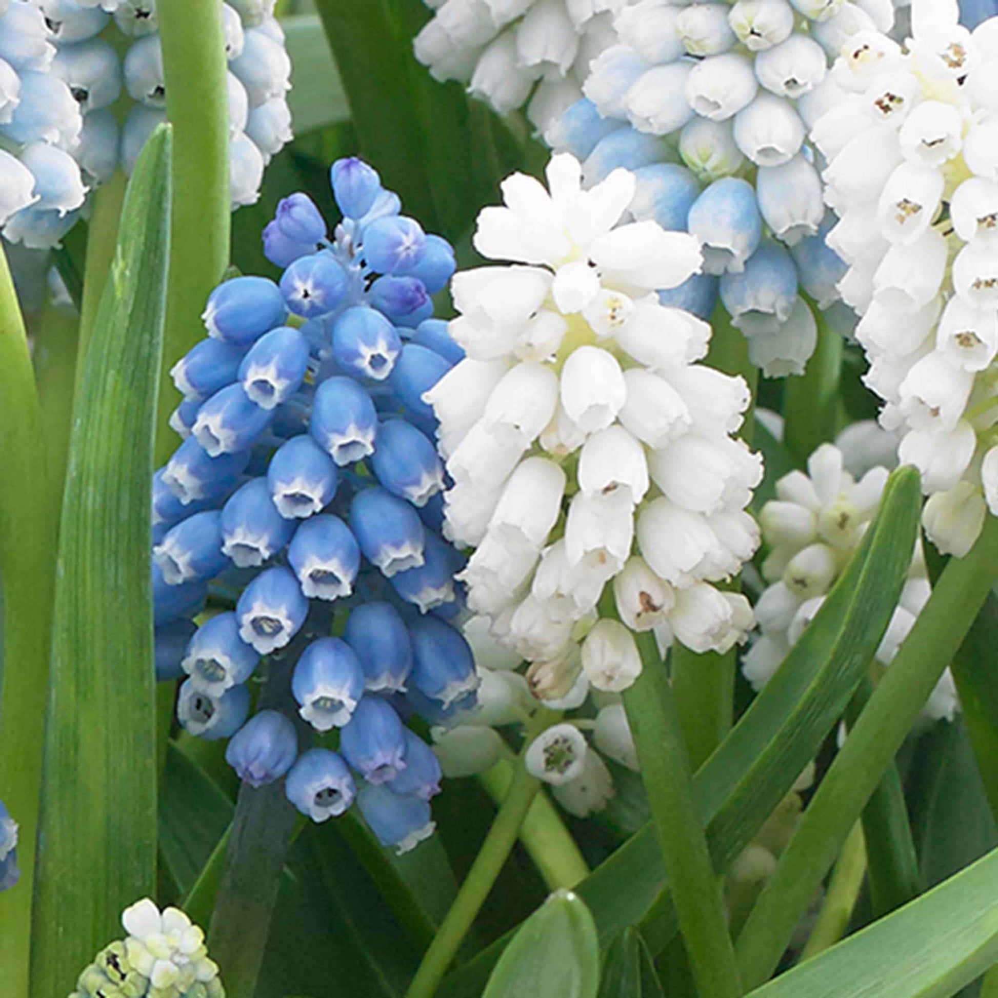 50x Blauwe + witte druifjes Muscari - Mix 'Spring Hill Blend' blauw-wit - Blauwe druifjes