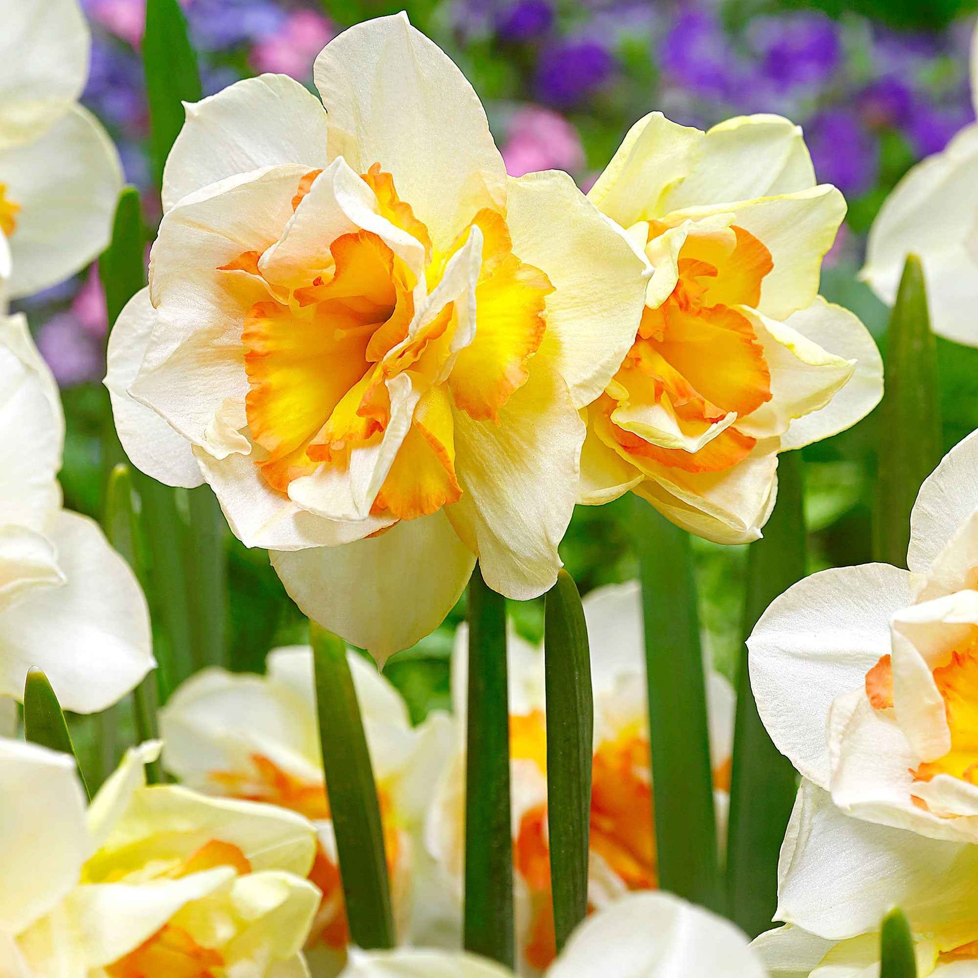 15x Grootbloemige narcissen Narcissus 'Sweet Ocean' wit-oranje - Alle populaire bloembollen