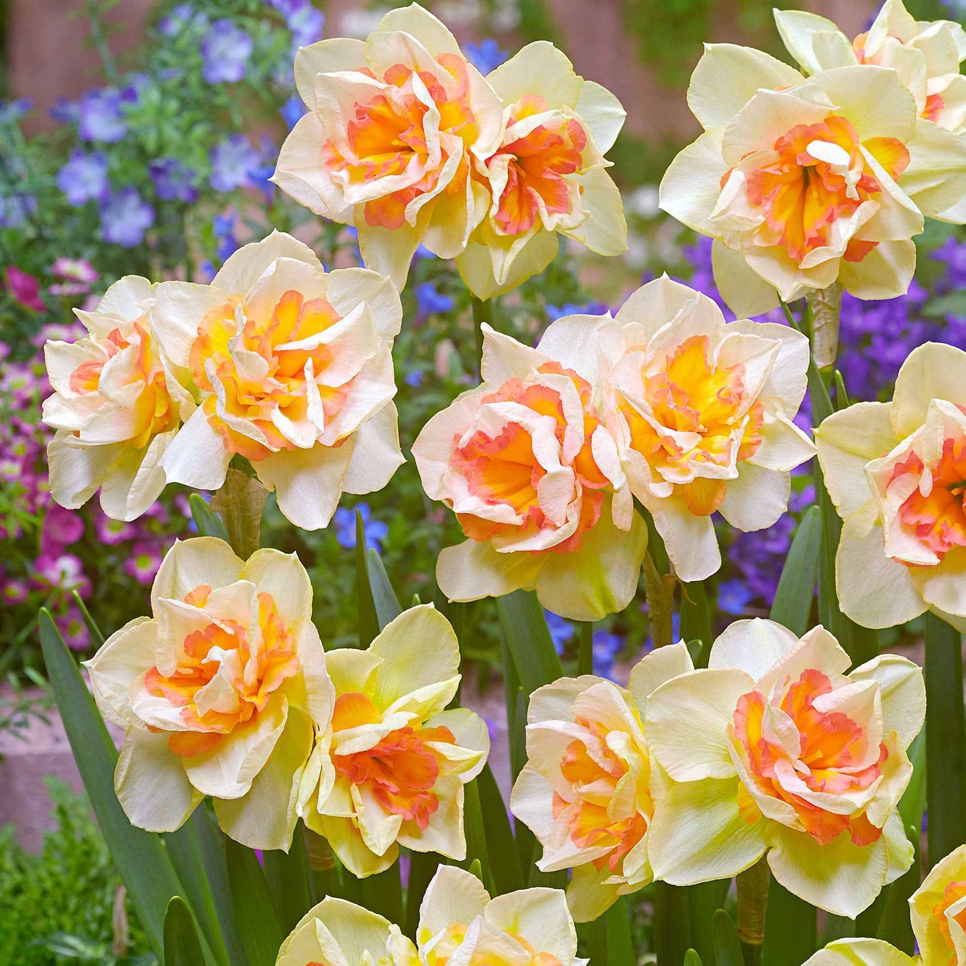15x Grootbloemige narcissen Narcissus 'Sweet Ocean' wit-oranje - Alle bloembollen