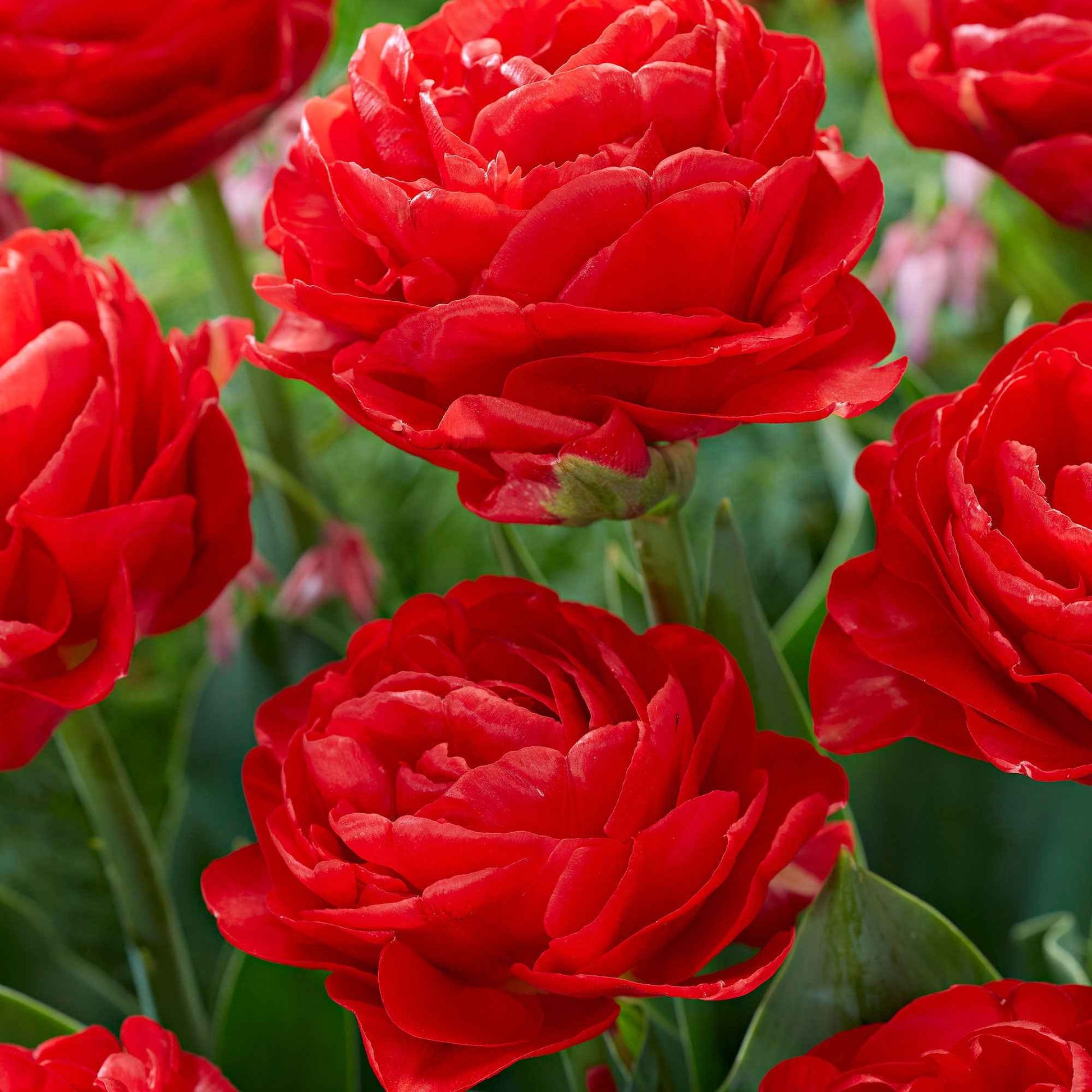 20x Dubbelbloemige tulpen Tulipa 'Pamplona' rood - Alle populaire bloembollen
