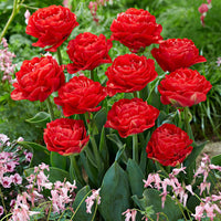 20x Dubbelbloemige tulpen Tulipa 'Pamplona' rood - Alle bloembollen