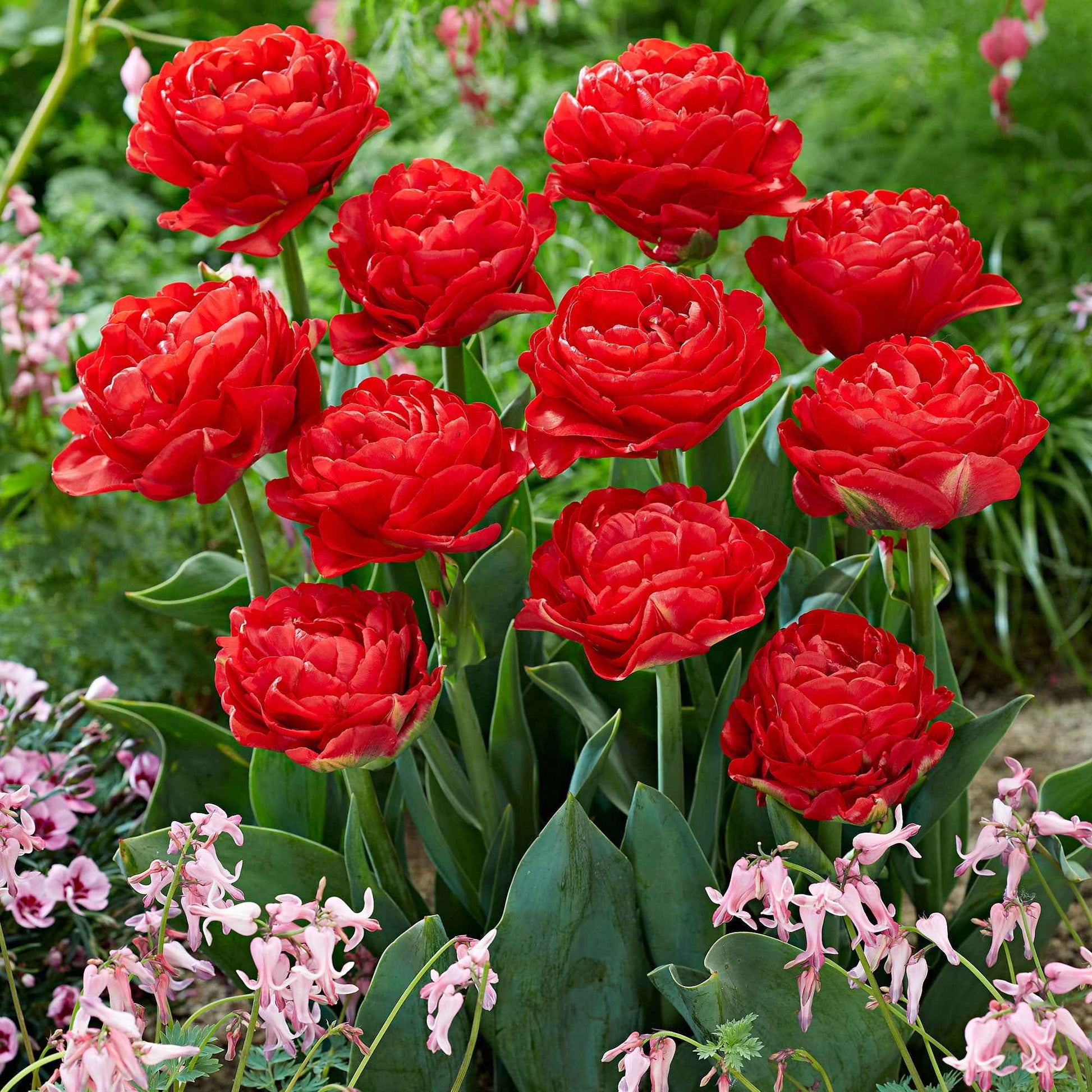 20x Dubbelbloemige tulpen Tulipa 'Pamplona' rood - Bloembollen