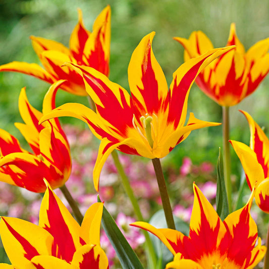 12x Tulpen Tulipa 'Fire Wings' rood-geel - Alle bloembollen