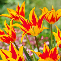 12x Tulpen Tulipa 'Fire Wings' rood-geel - Bloembollen