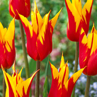12x Tulpen Tulipa 'Fire Wings' rood-geel - Alle populaire bloembollen