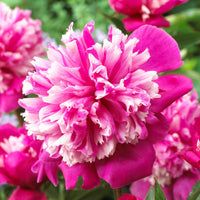 Pioenroos Paeonia 'Celebrity' paars-roze - Bare rooted - Winterhard - Alle vaste tuinplanten