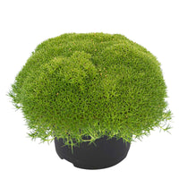 Match & Moss 'Pine Green' - Winterhard - Vaste planten
