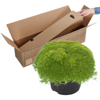 Match & Moss 'Pine Green' - Winterhard - Plant eigenschap