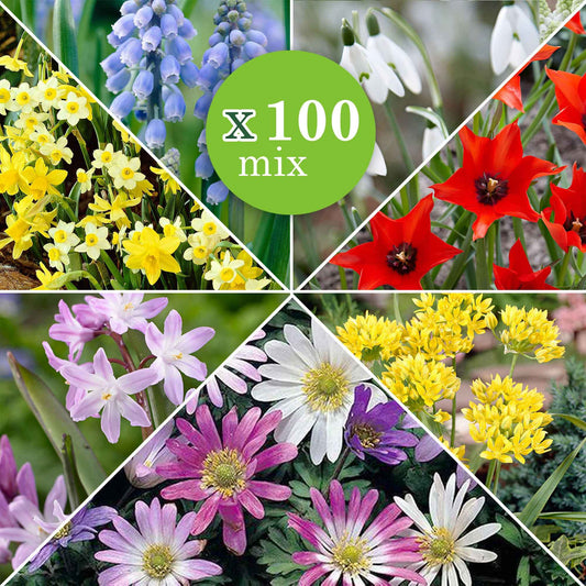 100x Bloembollen - Mix '6 Maanden Bloemen' Gemengde kleuren - Alle bloembollen