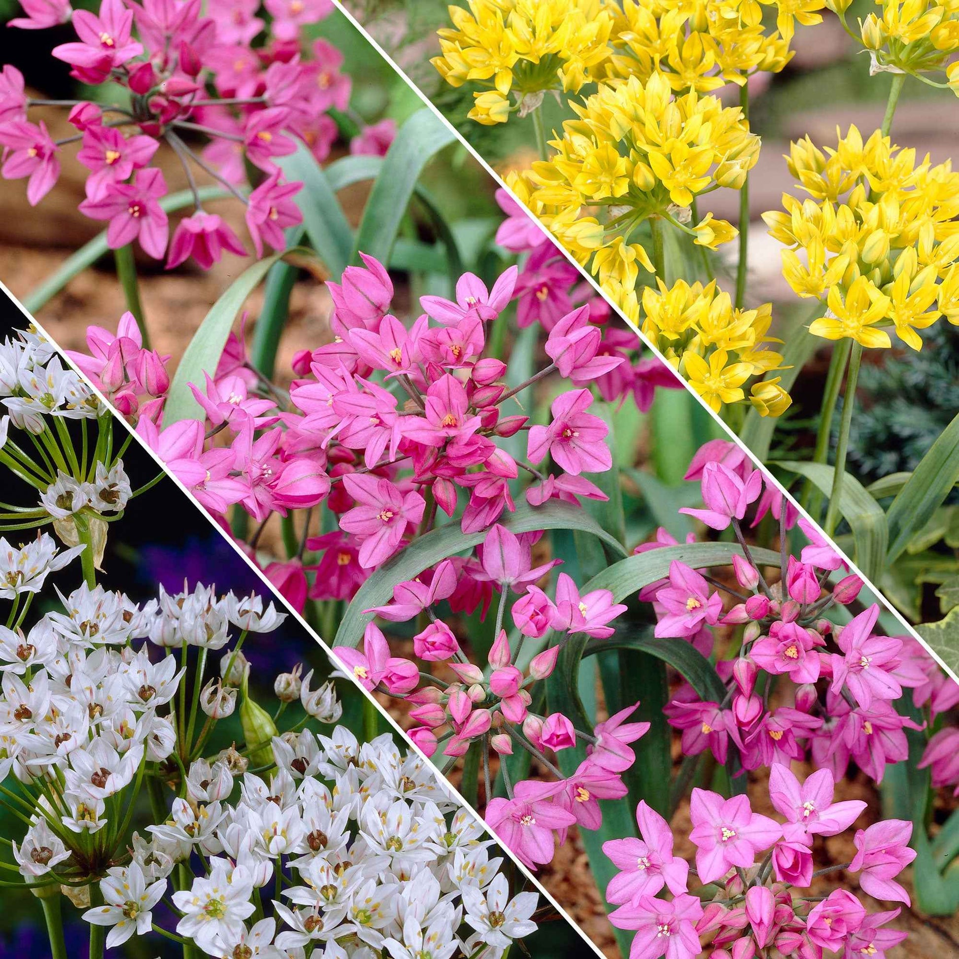 200x Sierui Allium - Mix 'Butterfly' geel-wit-roze Geel-Wit-Roze - Alle bloembollen