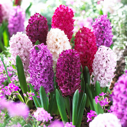 15 Hyacint 'Velvet' Rood-Wit-Roze-Geel - Alle bloembollen