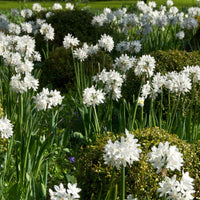 10x Narcis Narcissus 'Paperwhite' wit - Alle populaire bloembollen