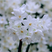 10x Narcis Narcissus 'Paperwhite' wit - Bijvriendelijke bloembollen