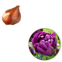 18x Tulp Tulipa 'Negrita Double' paars - Alle populaire bloembollen