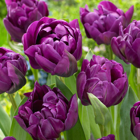 18x Tulp Tulipa 'Negrita Double' paars - Alle bloembollen