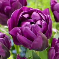18x Tulp Tulipa 'Negrita Double' paars - Bloembollen
