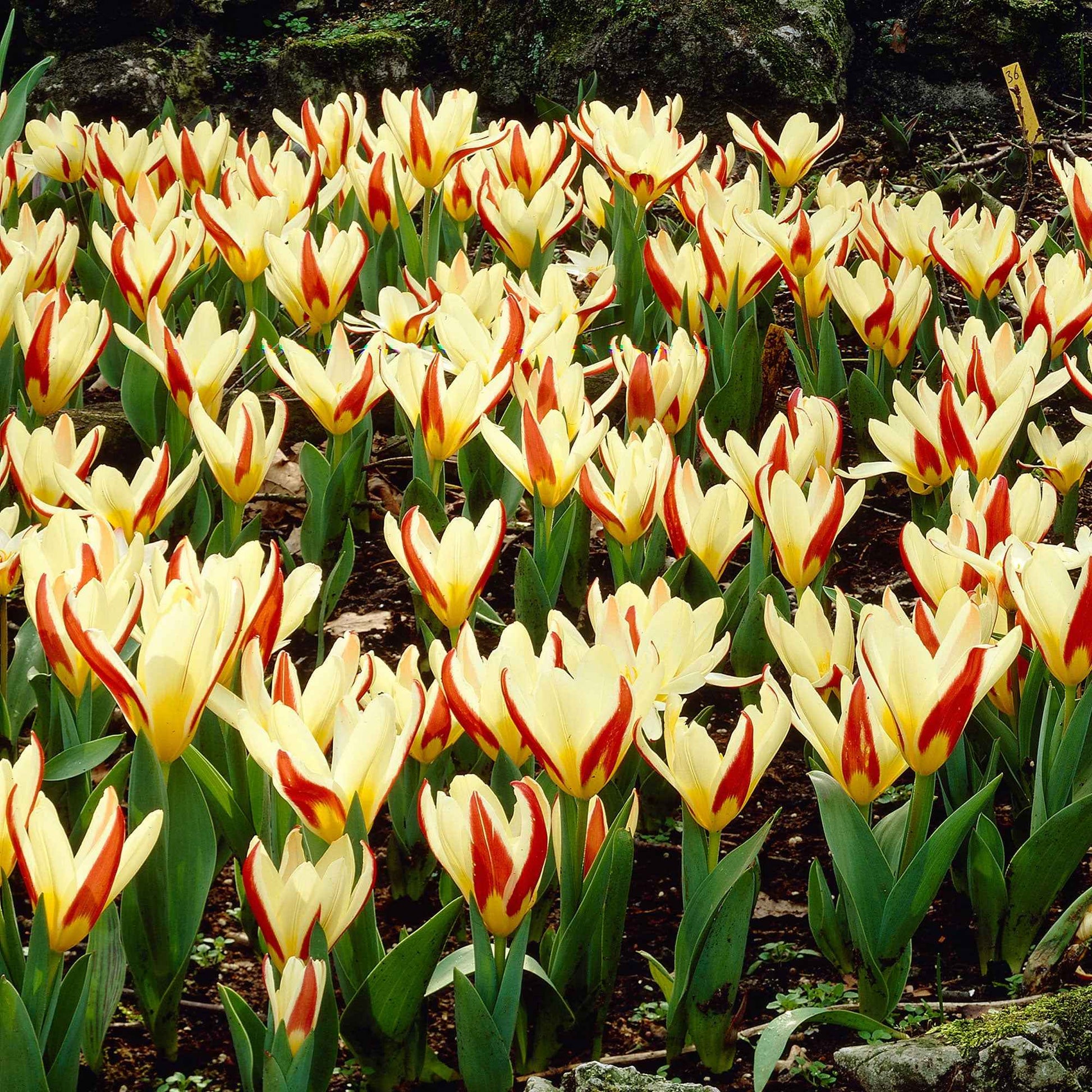 18x Tulp Tulipa 'The First' rood - Alle populaire bloembollen