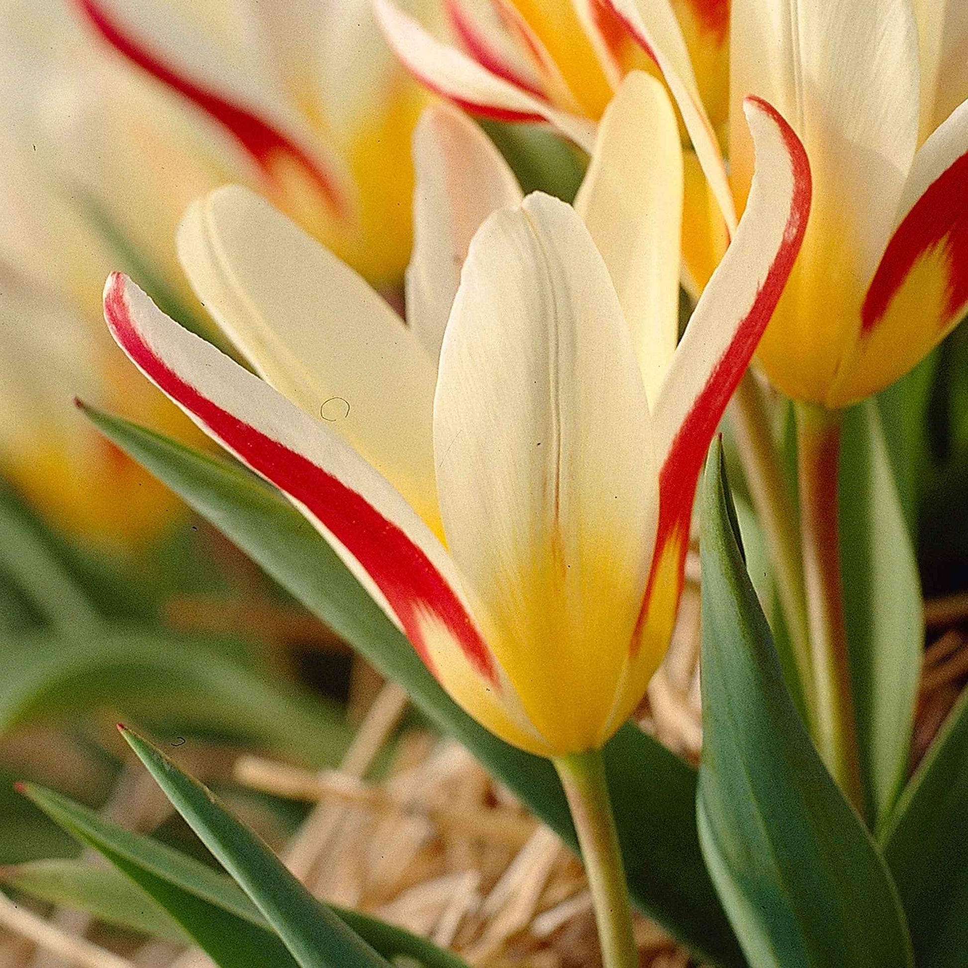 18x Tulp Tulipa 'The First' rood - Bloembollen