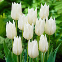 18x Tulp Tulipa 'White Triumphator' wit - Alle populaire bloembollen