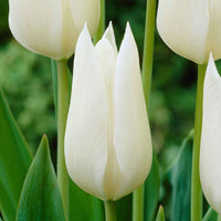 18x Tulp Tulipa 'White Triumphator' wit - Alle bloembollen