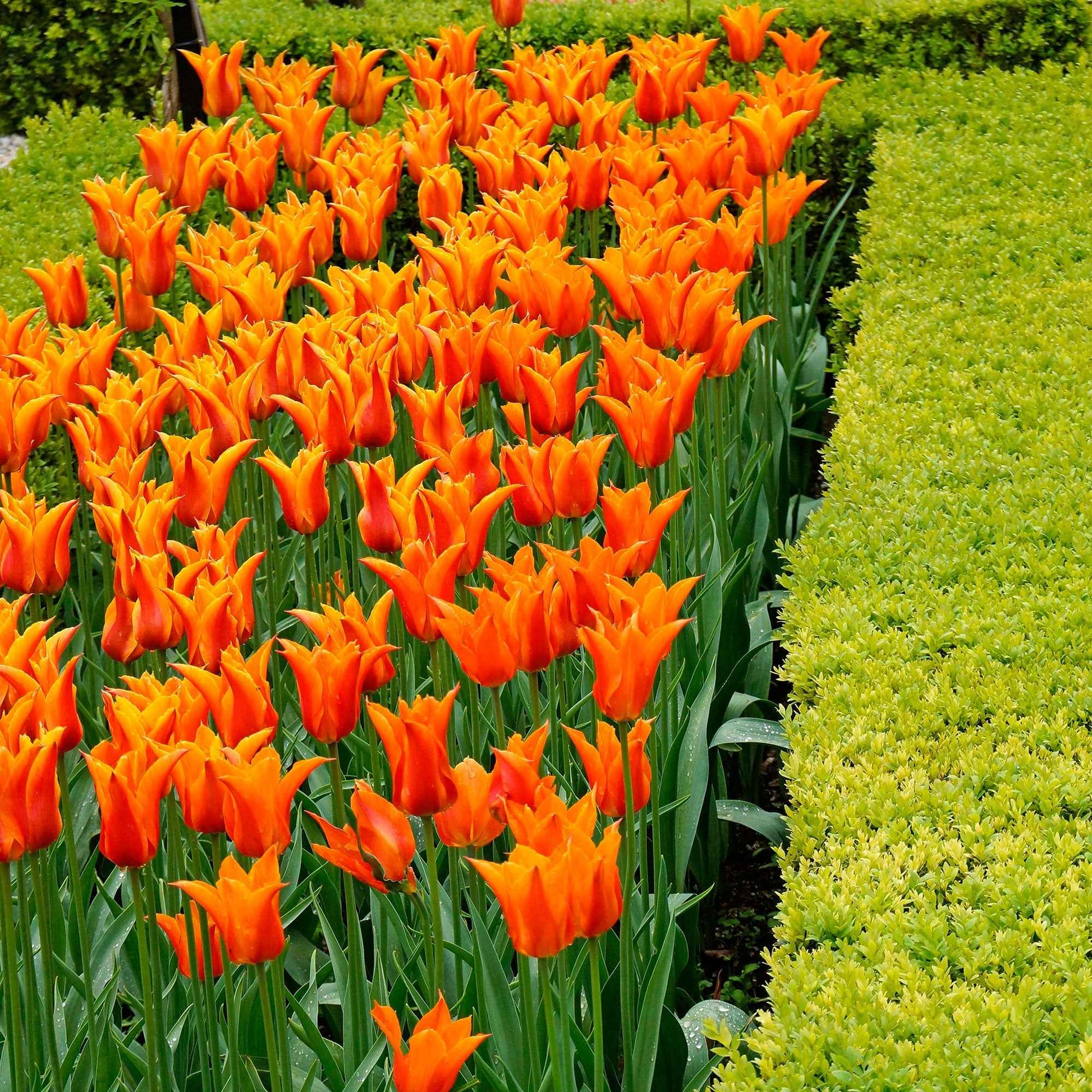18x Tulp Tulipa 'Ballerina' oranje - Alle populaire bloembollen