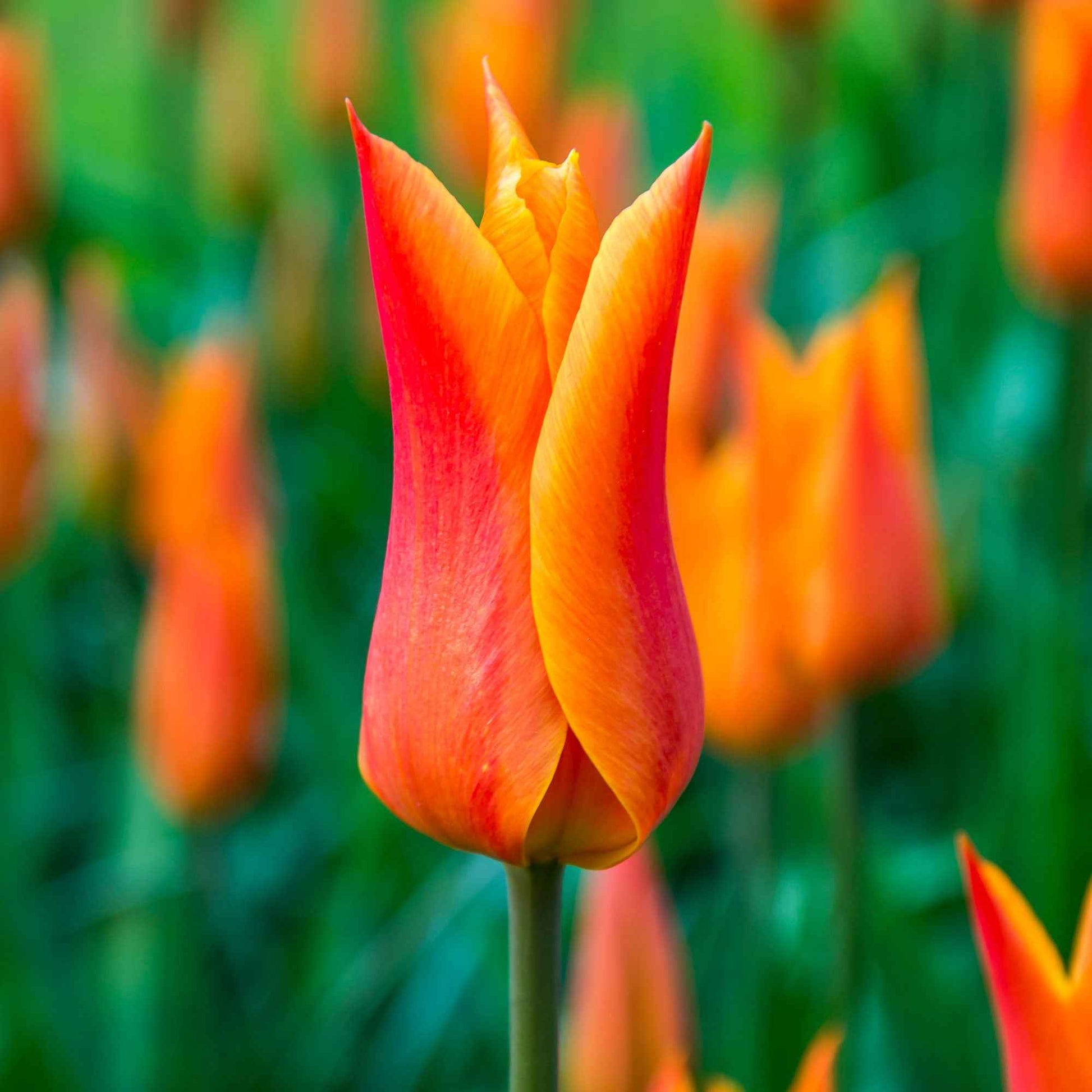 18x Tulp Tulipa 'Ballerina' oranje - Bloembollen