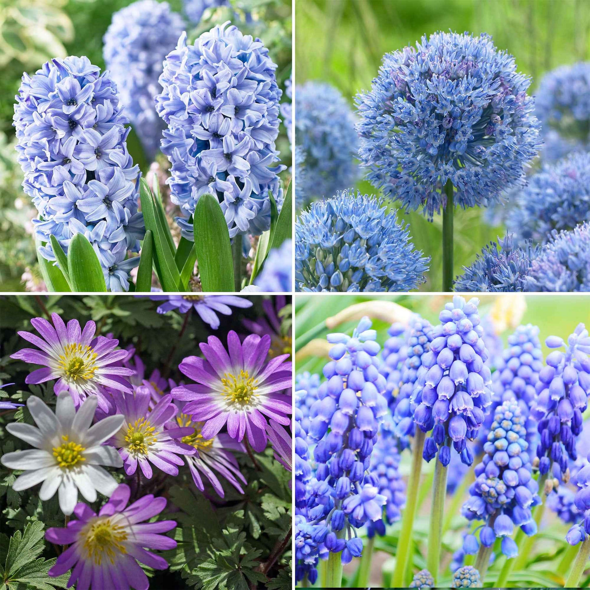50x Bloembollen - Mix 'Blue Collection' blauw - Bijvriendelijke bloembollen