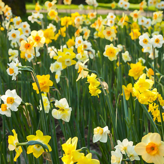 100x Narcis Narcissus - Mix 'All Spring' - Alle bloembollen